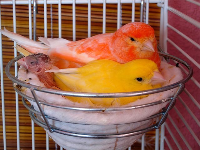 Содержание канареек и уход за ними в Аткарске