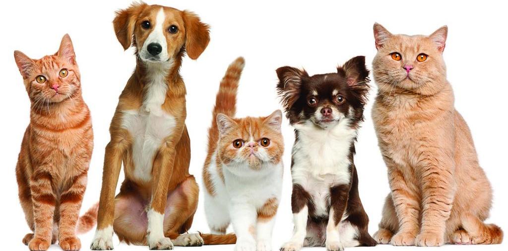 Доска объявлений о животных | ЗооТом - продажа, вязка и услуги для животных в Аткарске