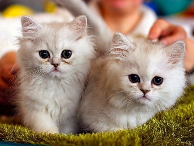 Породы кошек в Аткарске | ЗооТом портал о животных