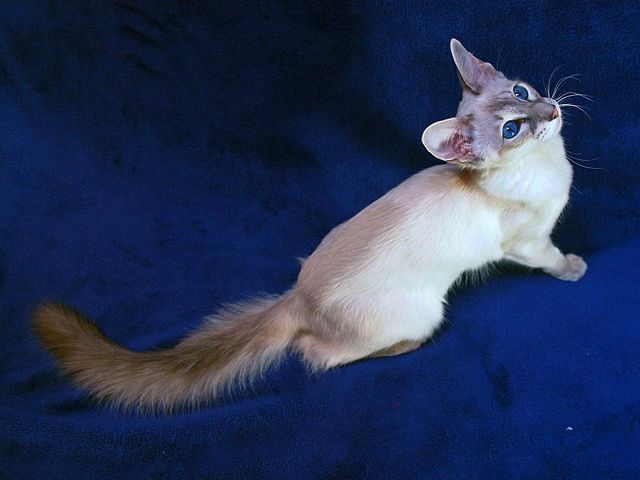 Выведенные породы кошек в Аткарске | ЗооТом портал о животных