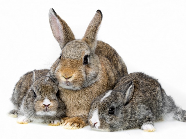 Все о кроликах в Аткарске | ЗооТом портал о животных