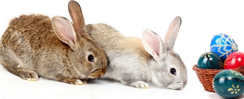 Все о кроликах в Аткарске | ЗооТом портал о животных