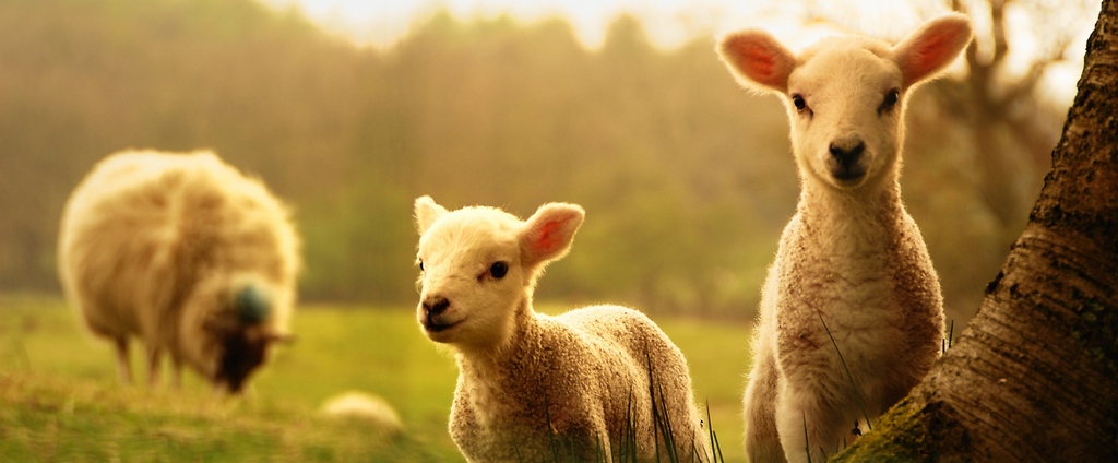 Объявления о сельскохозяйственных животных | ЗооТом - продажа, вязка и услуги для животных в Аткарске