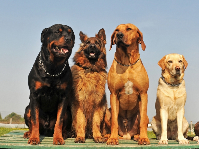Крупные породы собак в Аткарске | ЗооТом портал о животных